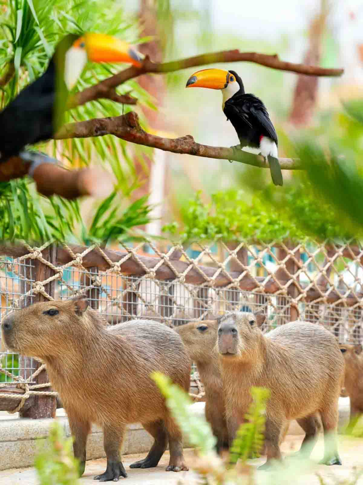 清远长隆温泉乐园-动物温泉 清远长隆温泉乐园-动物温泉